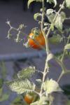 <img100*0:stuff/z/73640/tomato%2520plant%2520ref.1/i1279650562_15.jpg>