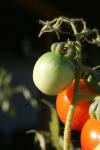 <img100*0:stuff/z/73640/tomato%2520plant%2520ref.1/i1279650563_16.jpg>