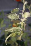 <img100*0:stuff/z/73640/tomato%2520plant%2520ref.1/i1279650563_17.jpg>