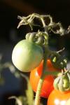 <img100*0:stuff/z/73640/tomato%2520plant%2520ref.1/i1279650564_18.jpg>