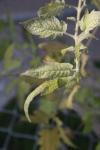 <img100*0:stuff/z/73640/tomato%2520plant%2520ref.1/i1279650565_19.jpg>
