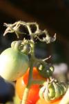 <img100*0:stuff/z/73640/tomato%2520plant%2520ref.1/i1279650566_20.jpg>