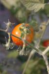 <img100*0:stuff/z/73640/tomato%2520plant%2520ref.1/i1279650566_21.jpg>