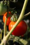 <img100*0:stuff/z/73640/tomato%2520plant%2520ref.1/i1279650567_22.jpg>