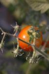 <img100*0:stuff/z/73640/tomato%2520plant%2520ref.1/i1279650568_23.jpg>