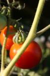 <img100*0:stuff/z/73640/tomato%2520plant%2520ref.1/i1279650569_24.jpg>