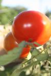 <img100*0:stuff/z/73640/tomato%2520plant%2520ref.1/i1279650570_25.jpg>