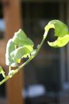 <img100*0:stuff/z/73640/tomato%2520plant%2520ref.1/i1279651879_1.jpg>