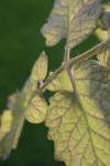 <img100*0:stuff/z/73640/tomato%2520plant%2520ref.1/i1279651881_3.jpg>