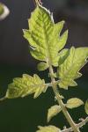 <img100*0:stuff/z/73640/tomato%2520plant%2520ref.1/i1279651882_4.jpg>
