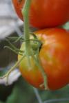 <img100*0:stuff/z/73640/tomato%2520plant%2520ref.1/i1279651883_5.jpg>