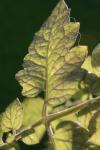 <img100*0:stuff/z/73640/tomato%2520plant%2520ref.1/i1279651883_6.jpg>
