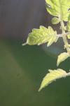 <img100*0:stuff/z/73640/tomato%2520plant%2520ref.1/i1279651884_7.jpg>