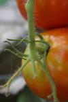 <img100*0:stuff/z/73640/tomato%2520plant%2520ref.1/i1279651885_8.jpg>