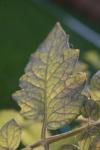 <img100*0:stuff/z/73640/tomato%2520plant%2520ref.1/i1279651885_9.jpg>