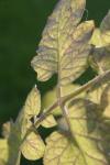 <img100*0:stuff/z/73640/tomato%2520plant%2520ref.1/i1279651886_10.jpg>