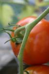 <img100*0:stuff/z/73640/tomato%2520plant%2520ref.1/i1279651887_11.jpg>