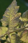 <img100*0:stuff/z/73640/tomato%2520plant%2520ref.1/i1279651888_12.jpg>