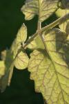 <img100*0:stuff/z/73640/tomato%2520plant%2520ref.1/i1279651889_13.jpg>