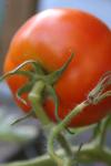 <img100*0:stuff/z/73640/tomato%2520plant%2520ref.1/i1279651889_14.jpg>