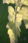 <img100*0:stuff/z/73640/tomato%2520plant%2520ref.1/i1279651890_15.jpg>