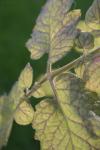 <img100*0:stuff/z/73640/tomato%2520plant%2520ref.1/i1279651891_16.jpg>
