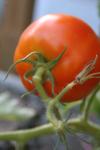 <img100*0:stuff/z/73640/tomato%2520plant%2520ref.1/i1279651892_17.jpg>