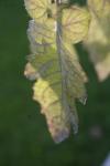 <img100*0:stuff/z/73640/tomato%2520plant%2520ref.1/i1279651893_18.jpg>