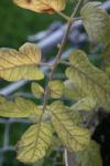 <img100*0:stuff/z/73640/tomato%2520plant%2520ref.1/i1279651893_19.jpg>