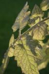 <img100*0:stuff/z/73640/tomato%2520plant%2520ref.1/i1279651894_20.jpg>