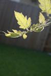 <img100*0:stuff/z/73640/tomato%2520plant%2520ref.1/i1279651895_21.jpg>