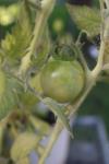 <img100*0:stuff/z/73640/tomato%2520plant%2520ref.1/i1279651896_22.jpg>