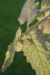 <img100*0:stuff/z/73640/tomato%2520plant%2520ref.1/i1279651897_23.jpg>