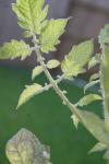 <img100*0:stuff/z/73640/tomato%2520plant%2520ref.1/i1279651898_24.jpg>