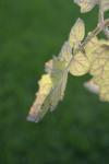 <img100*0:stuff/z/73640/tomato%2520plant%2520ref.1/i1279651898_25.jpg>