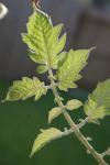 <img100*0:stuff/z/73640/tomato%2520plant%2520ref.1/i1279651899_26.jpg>