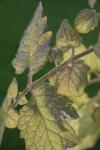 <img100*0:stuff/z/73640/tomato%2520plant%2520ref.1/i1279651900_27.jpg>