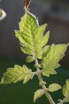 <img100*0:stuff/z/73640/tomato%2520plant%2520ref.1/i1279651901_28.jpg>