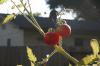<img100*0:stuff/z/73640/tomato%2520plant%2520ref.1/i1279653036_1.jpg>
