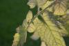 <img100*0:stuff/z/73640/tomato%2520plant%2520ref.1/i1279653036_10.jpg>