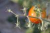 <img100*0:stuff/z/73640/tomato%2520plant%2520ref.1/i1279653036_11.jpg>