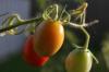 <img100*0:stuff/z/73640/tomato%2520plant%2520ref.1/i1279653036_12.jpg>