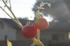 <img100*0:stuff/z/73640/tomato%2520plant%2520ref.1/i1279653036_2.jpg>