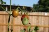 <img100*0:stuff/z/73640/tomato%2520plant%2520ref.1/i1279653036_3.jpg>