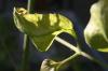 <img100*0:stuff/z/73640/tomato%2520plant%2520ref.1/i1279653036_4.jpg>
