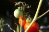 <img100*0:stuff/z/73640/tomato%2520plant%2520ref.1/i1279653036_5.jpg>