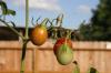 <img100*0:stuff/z/73640/tomato%2520plant%2520ref.1/i1279653036_6.jpg>