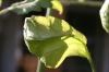 <img100*0:stuff/z/73640/tomato%2520plant%2520ref.1/i1279653036_7.jpg>