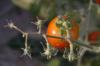 <img100*0:stuff/z/73640/tomato%2520plant%2520ref.1/i1279653036_8.jpg>