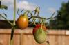 <img100*0:stuff/z/73640/tomato%2520plant%2520ref.1/i1279653036_9.jpg>